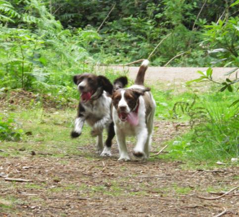 newark on trent dog groomers